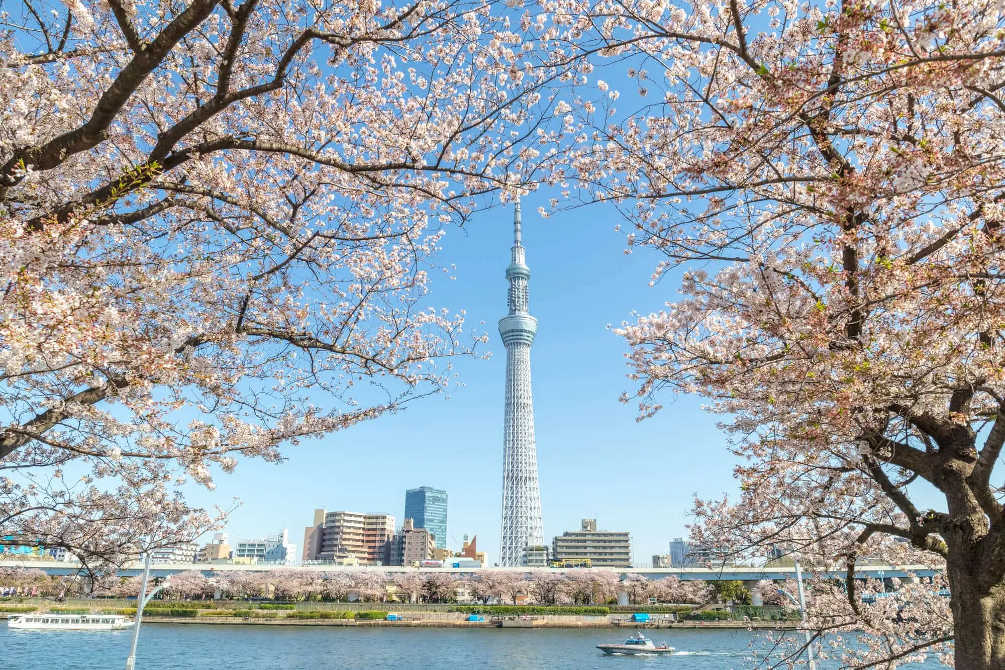 Ngắm hoa anh đào tại Tokyo Skytree